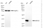 KD-Validated Anti-AKR1B1 Mouse Monoclonal Antibody